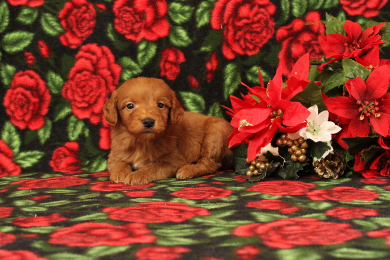puppy, for, sale, Mini Goldendoodle F1, Matthew B. Stoltzfus, dog, breeder, Gap, PA, dog-breeder, puppy-for-sale, forsale, nearby, find, puppyfind, locator, puppylocator, aca